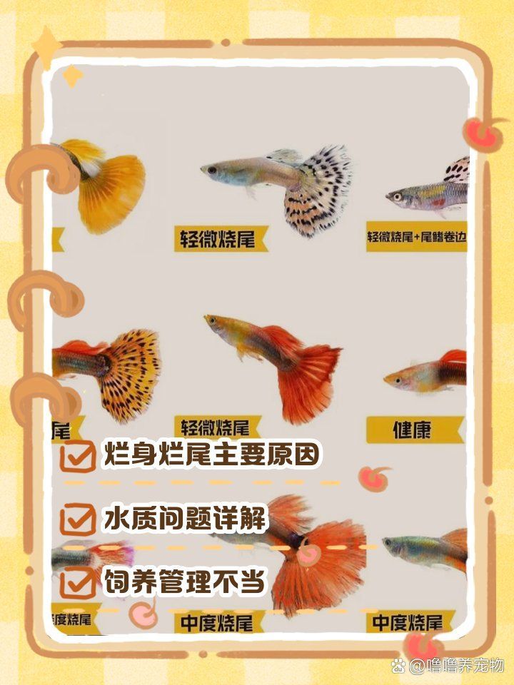 如何判斷魚外傷是否感染，判斷魚外傷是否感染，如何判斷魚外傷是否感染，需要觀察魚的外觀和行為
