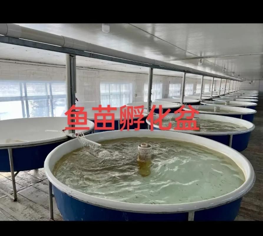眼斑魚的養殖技術,眼斑擬石首魚養殖技術詳解