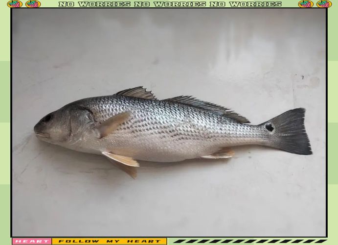 眼斑魚的養殖技術,眼斑擬石首魚養殖技術詳解