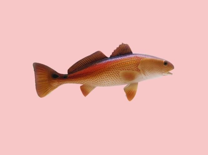 眼斑魚的養殖技術,眼斑擬石首魚養殖技術詳解