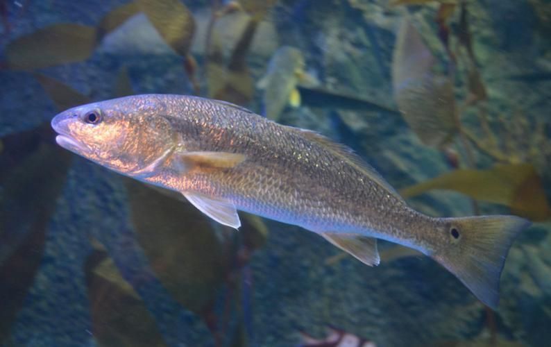 眼斑魚的養殖技術,眼斑擬石首魚養殖技術詳解