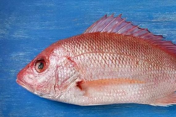 眼斑魚的養殖技術,眼斑擬石首魚養殖技術詳解