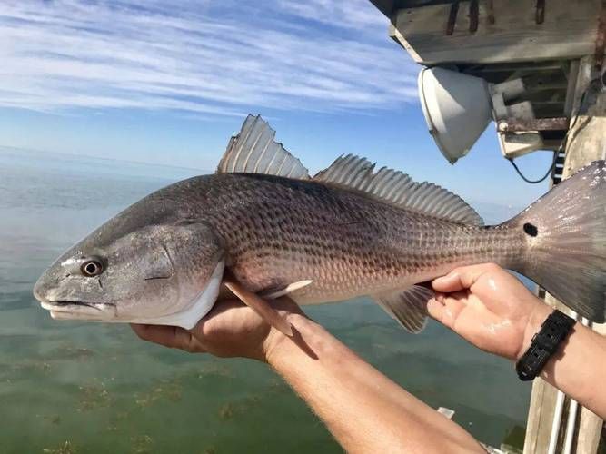眼斑魚的養殖技術,眼斑擬石首魚養殖技術詳解