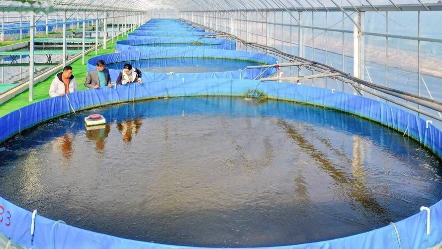 眼斑魚的養殖技術,眼斑擬石首魚養殖技術詳解