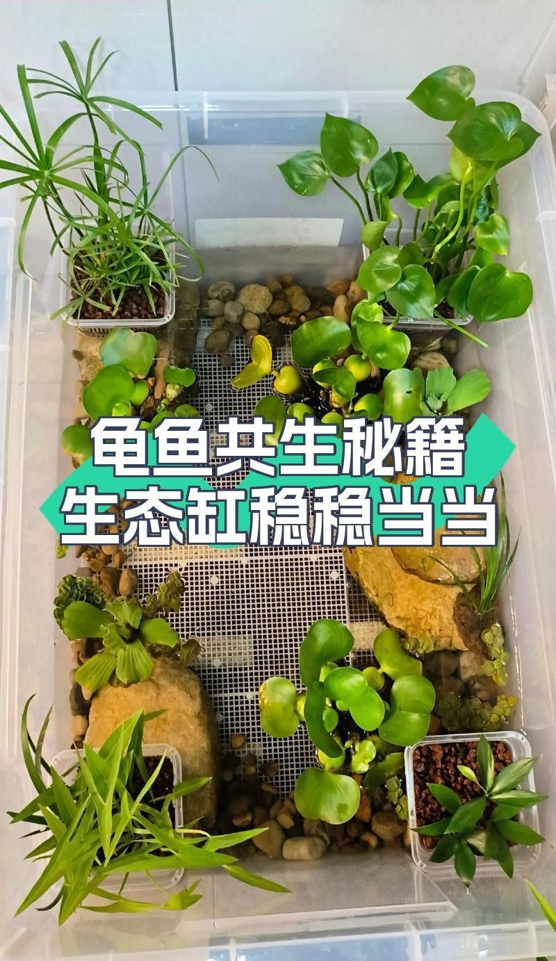 龜魚混養需要哪些注意事項，龜魚混養需要哪些注意事項來確保所有生物的健康和安全