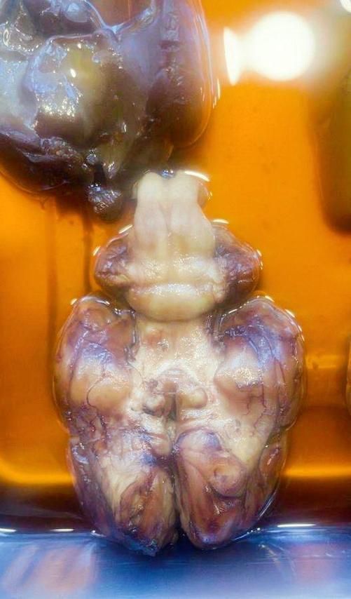 龍魚吃牛心后有哪些正常反應？，龍魚吃牛心后多久會排泄？