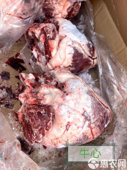 龍魚吃牛心后有哪些正常反應？，龍魚吃牛心后多久會排泄？