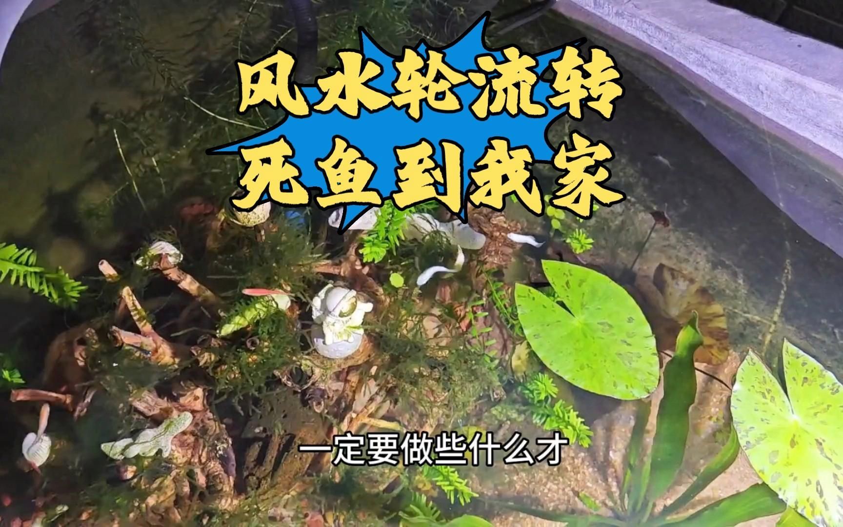 如何化解魚死帶來的煞氣，養魚遇到魚死亡，該怎么面對魚缸里出現死魚該怎么辦