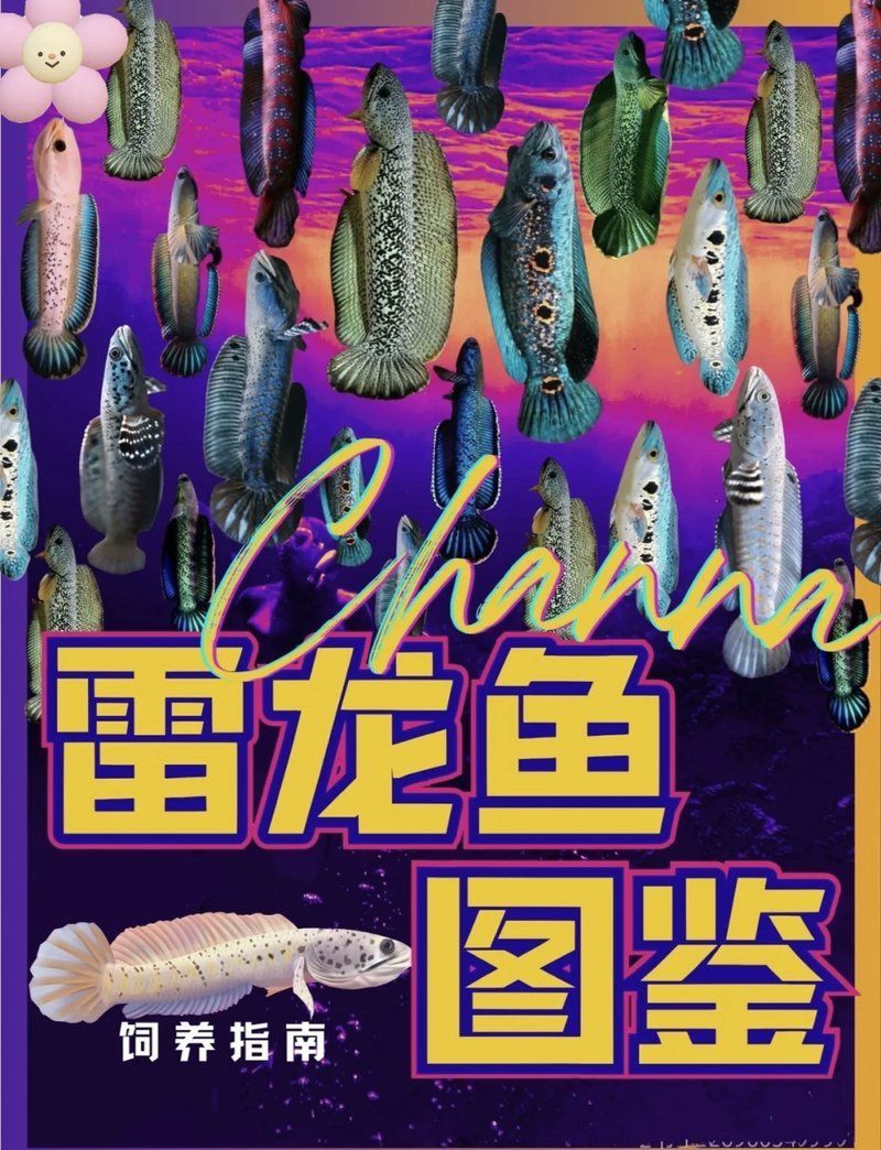 還有哪些雷龍品種值得推薦，新手入坑雷龍，首選兩大“性價比之王”