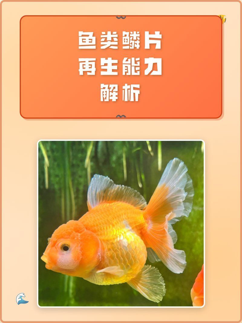 龍魚鱗片缺口多久能完全恢復？，龍魚鱗片缺口多久能恢復？