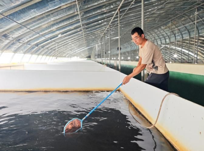 臨澤龍魚的養殖技術有哪些?,臨澤縣龍魚養殖技術