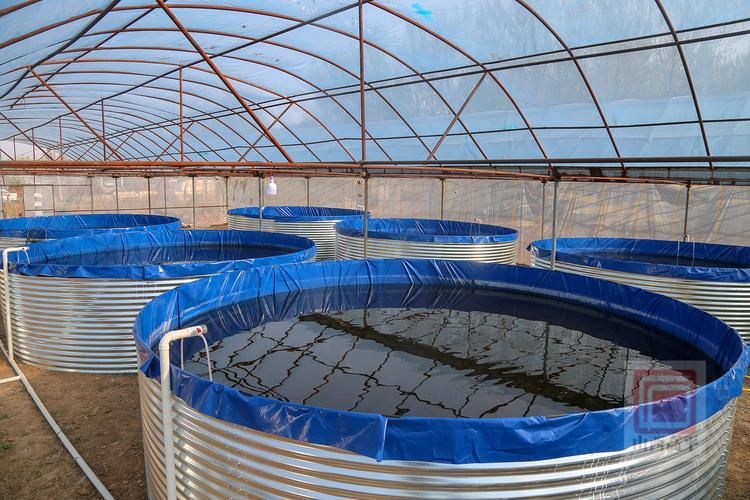 臨澤龍魚的養殖技術有哪些?,臨澤縣龍魚養殖技術