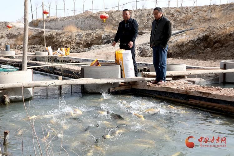 臨澤龍魚的養殖技術有哪些?,臨澤縣龍魚養殖技術
