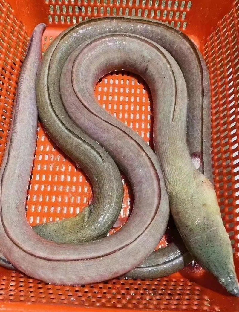 廣東人還有哪些烹飪龍魚土龍的方法，廣東人烹飪龍魚土龍方法