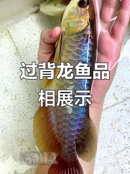 過背金龍魚好轉后需要哪些護理，過背金龍魚好轉后護理指南