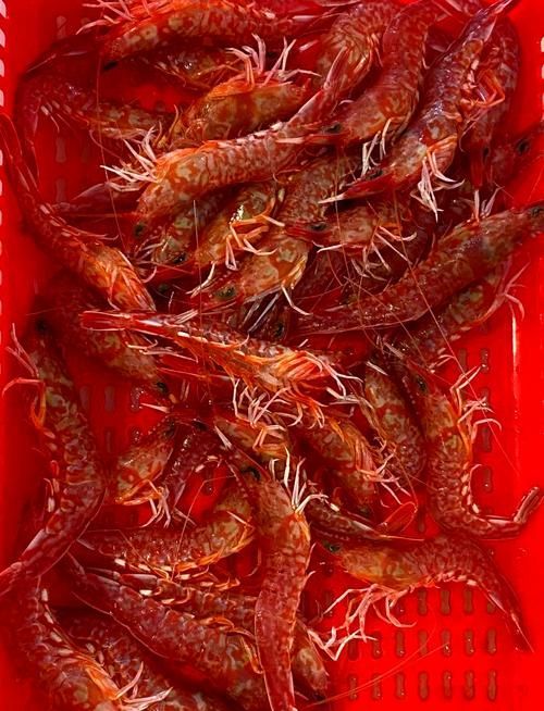 如何判斷龍魚是否適應蝦米？，arxiv論文助手判斷龍魚是否適應蝦米，龍魚是否適應蝦米