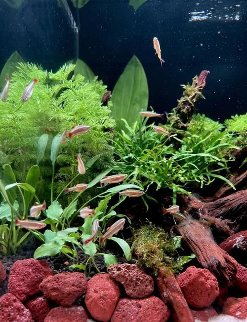 如何判斷龍魚是否適應蝦米？，arxiv論文助手判斷龍魚是否適應蝦米，龍魚是否適應蝦米