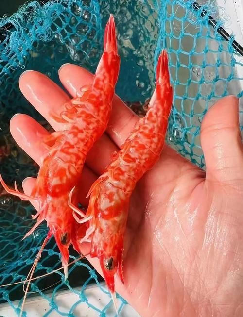 如何判斷龍魚是否適應蝦米？，arxiv論文助手判斷龍魚是否適應蝦米，龍魚是否適應蝦米