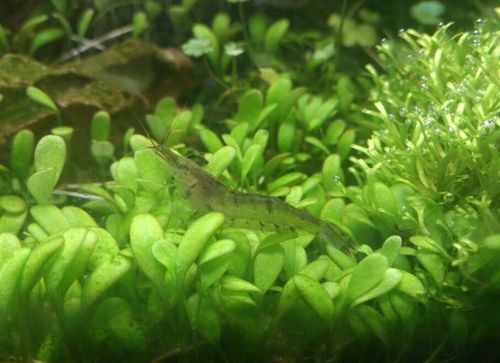 如何判斷龍魚是否適應蝦米？，arxiv論文助手判斷龍魚是否適應蝦米，龍魚是否適應蝦米