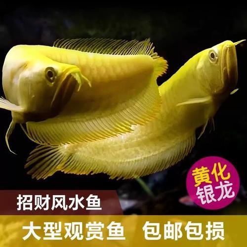紅眼白子銀龍魚有哪些品相特征?,紅眼白子銀龍魚有哪些品相優(yōu)異者更具收藏價值