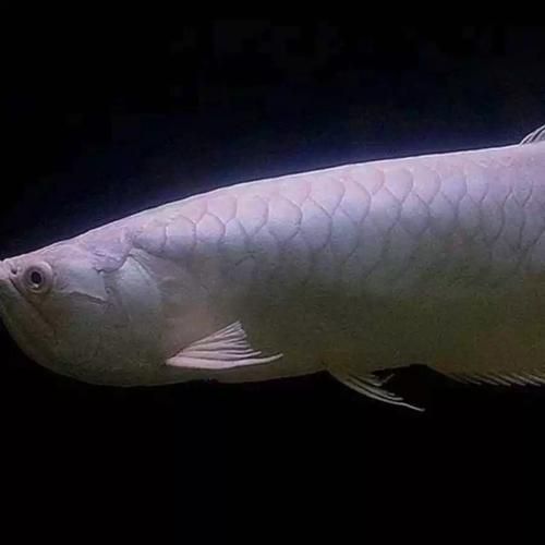 紅眼白子銀龍魚有哪些品相特征?,紅眼白子銀龍魚有哪些品相優(yōu)異者更具收藏價值