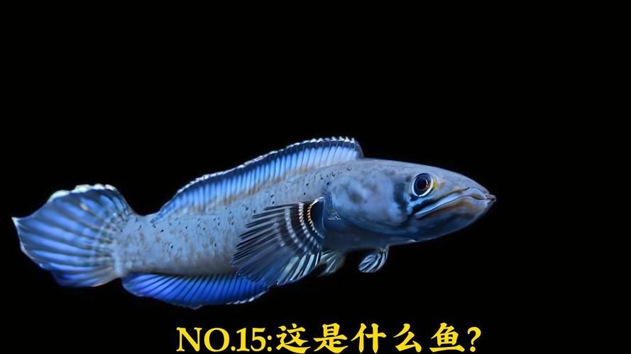 雷龍魚有哪些品種?,40種雷龍魚品種圖鑒大全