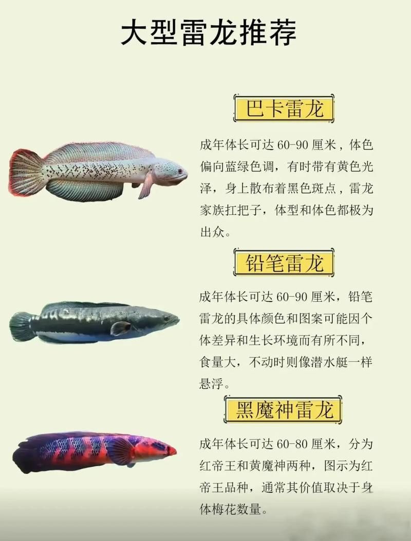雷龍魚有哪些品種?,40種雷龍魚品種圖鑒大全