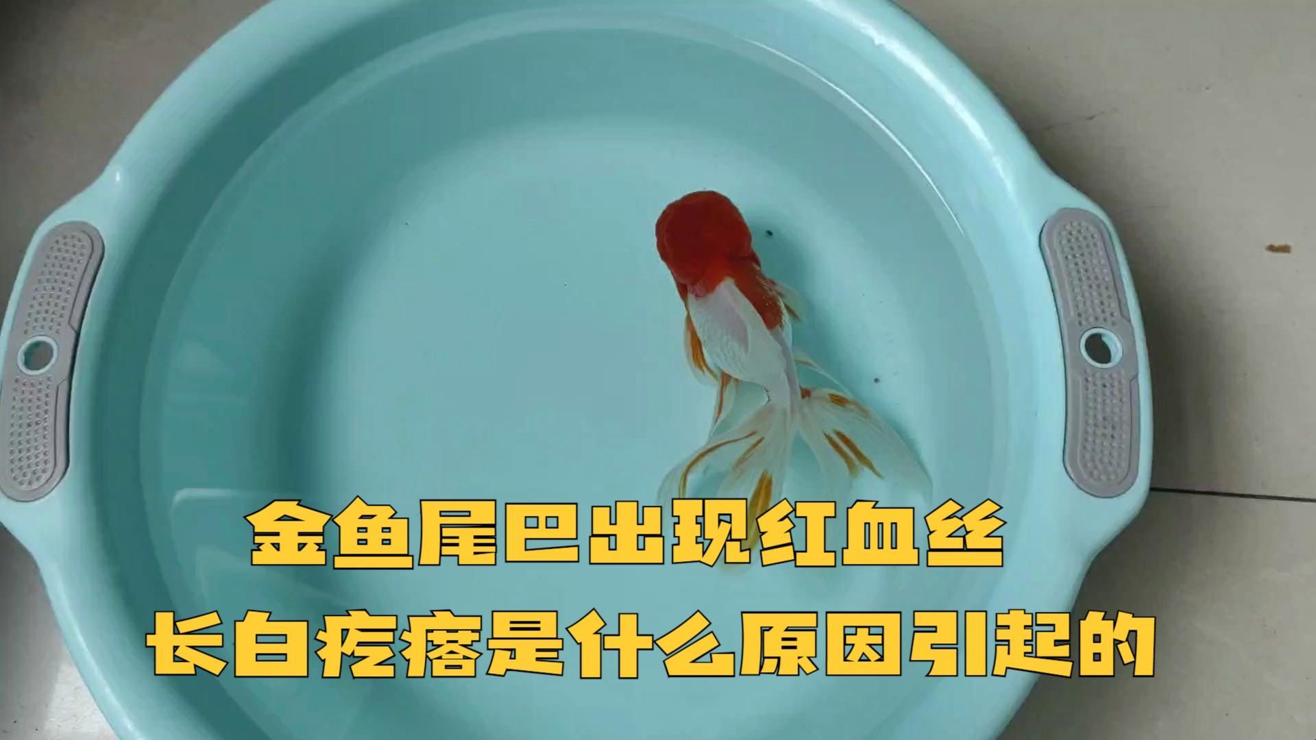 如何判斷魚尾巴發(fā)紅是否嚴(yán)重，判斷魚尾巴發(fā)紅是否嚴(yán)重通常需要觀察以下幾個方面