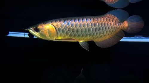 哪些龍魚品種最怕驚嚇？，哪些龍魚品種最怕驚嚇