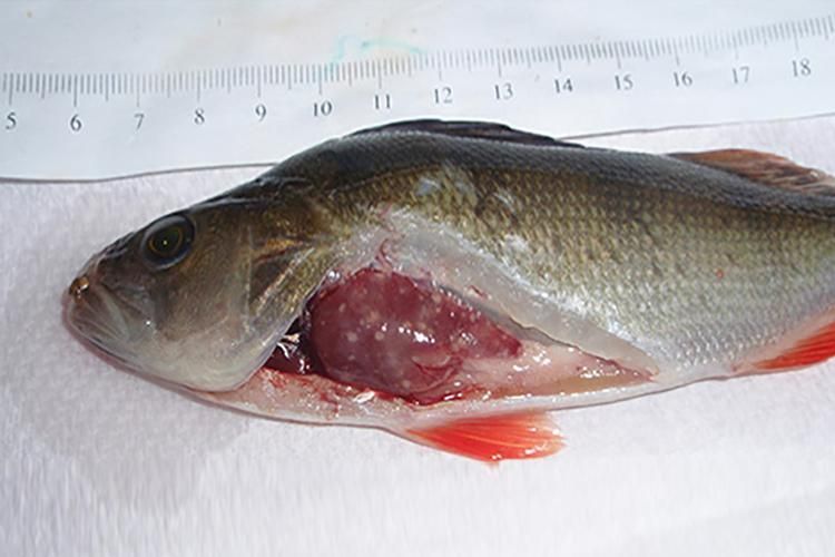 魚鰭根部充血的病因，/水產養殖/魚類病理學/魚類病理學問題