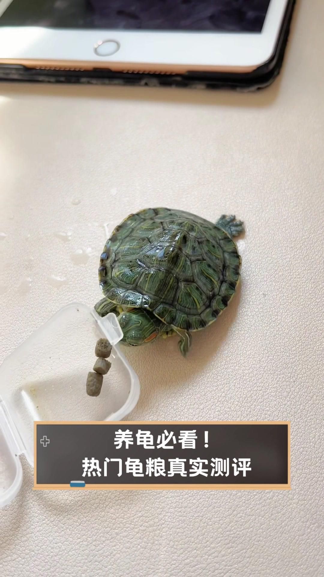 如何為烏龜選擇合適的龜糧，如何為烏龜選擇合適的龜糧選擇合適的龜糧，三年龜糧挑選經驗分享