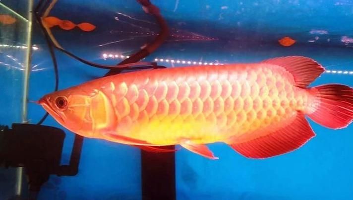 紅龍魚的價格如何分級？，紅龍魚價格分級主要依據其體型、顏色和健康狀況等因素