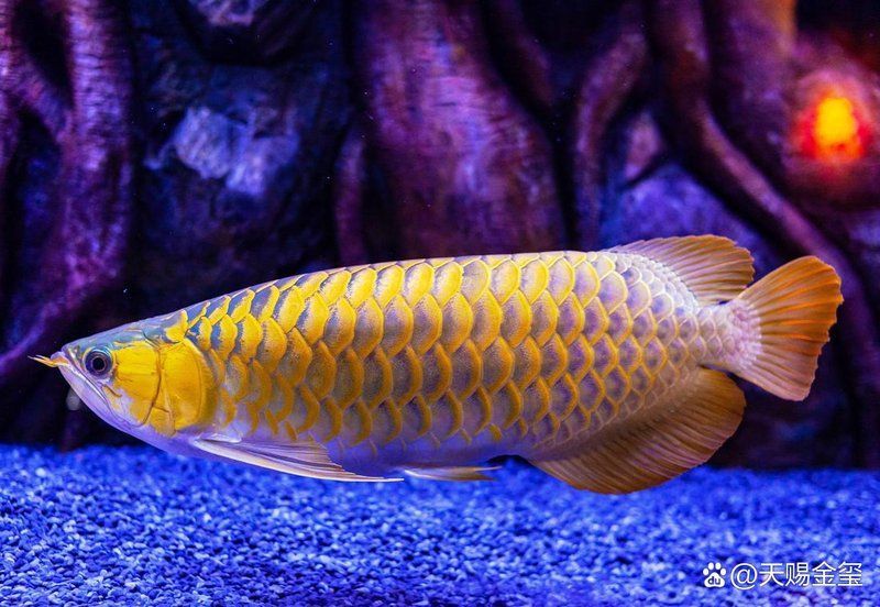 觀賞金龍魚的飼養(yǎng)技巧，金龍魚養(yǎng)殖七大注意事項,