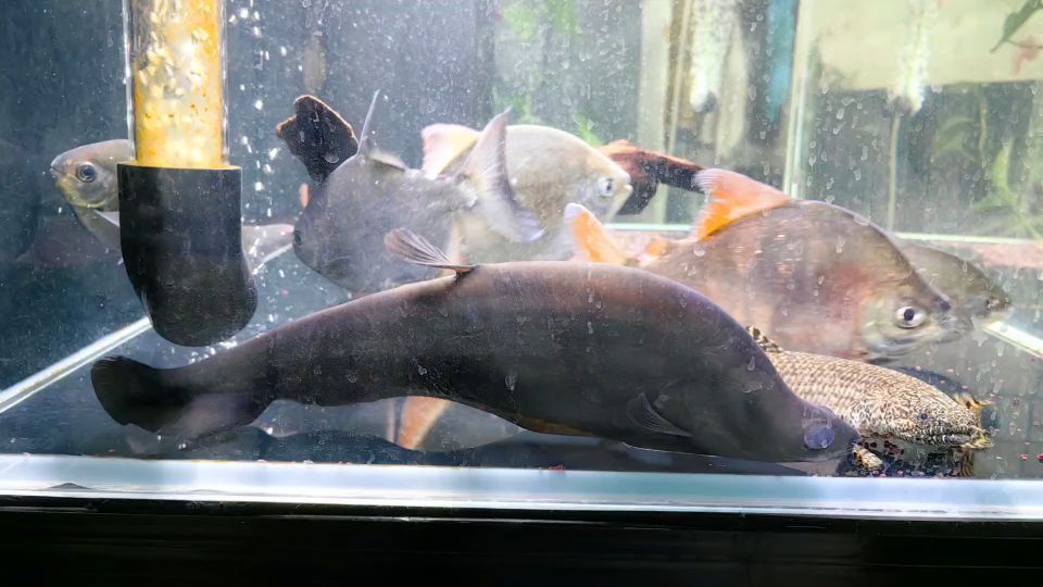 紅魔王銀版魚,紅魔王銀版魚是一種怎樣的魚?