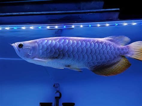 龍魚對哪些顏色的燈光最敏感？，亞洲龍魚/金龍魚/金龍魚藍白光照明