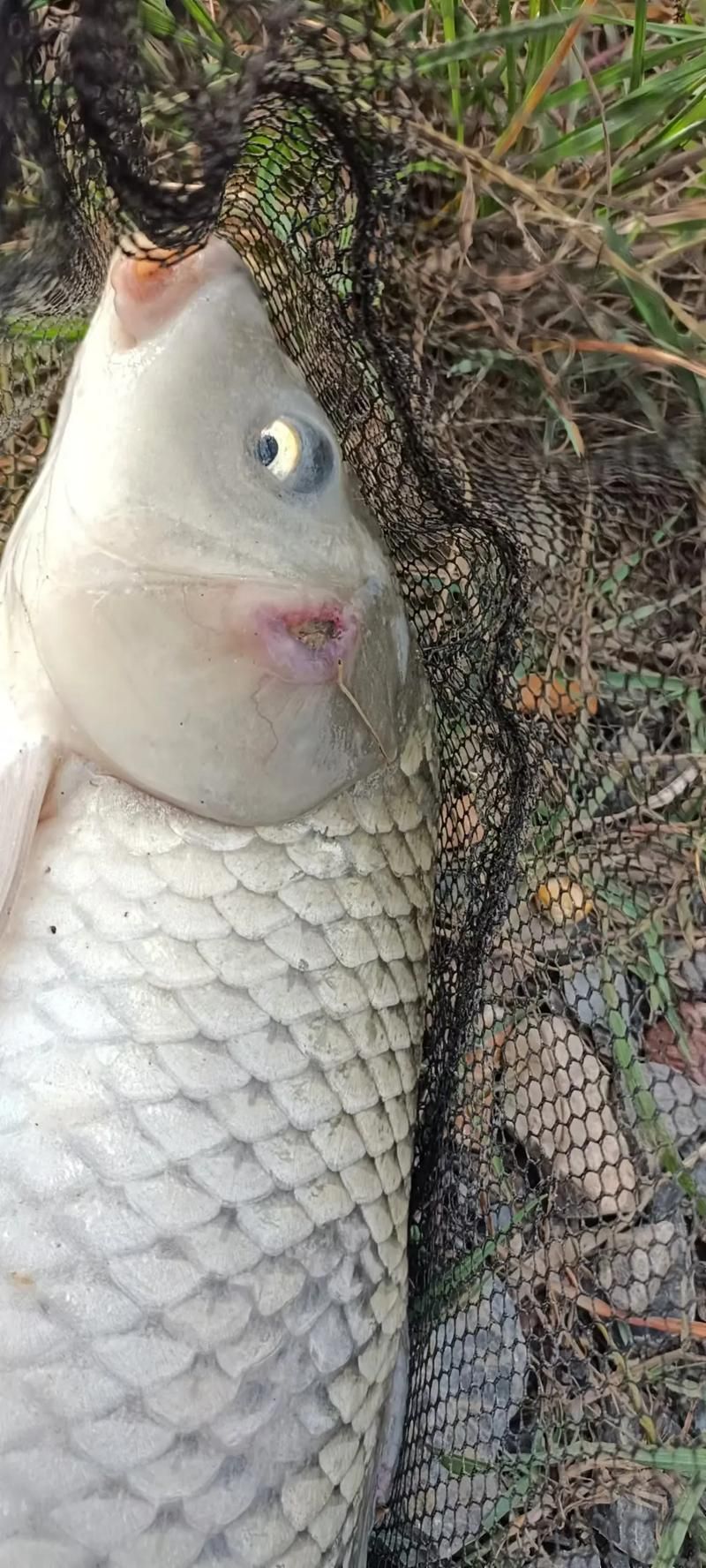 給我一些龍魚爛鰓的案例，如何預防龍魚爛鰓