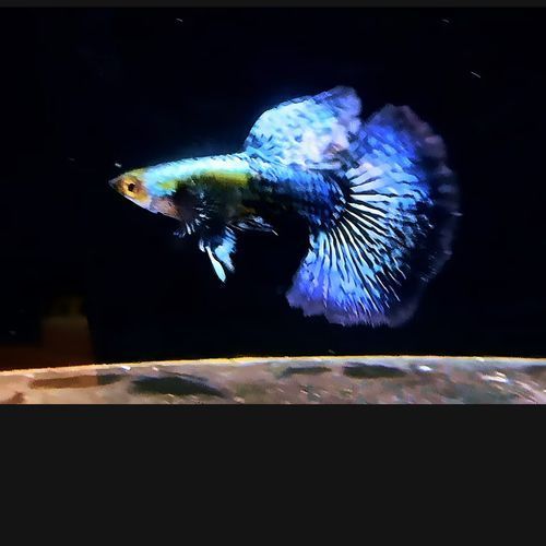 藍龍魚的價格是多少？，藍龍魚的價格是多少藍龍魚的價格是多少藍龍魚的價格波動大嗎