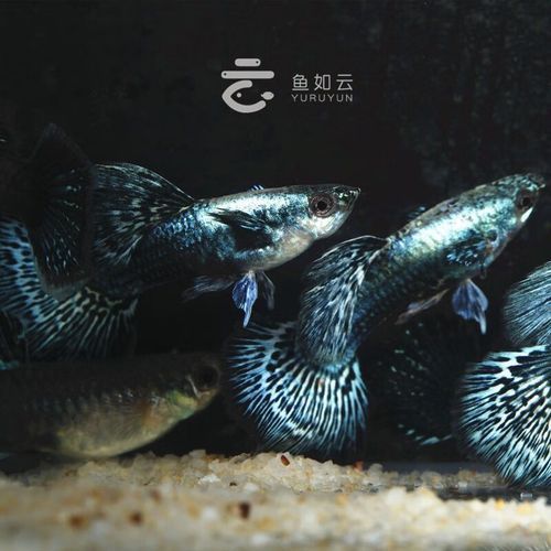 藍龍魚的價格是多少？，藍龍魚的價格是多少藍龍魚的價格是多少藍龍魚的價格波動大嗎