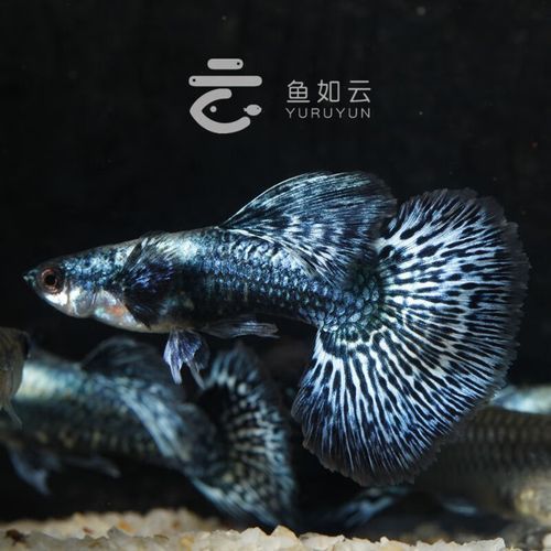 藍龍魚的價格是多少？，藍龍魚的價格是多少藍龍魚的價格是多少藍龍魚的價格波動大嗎