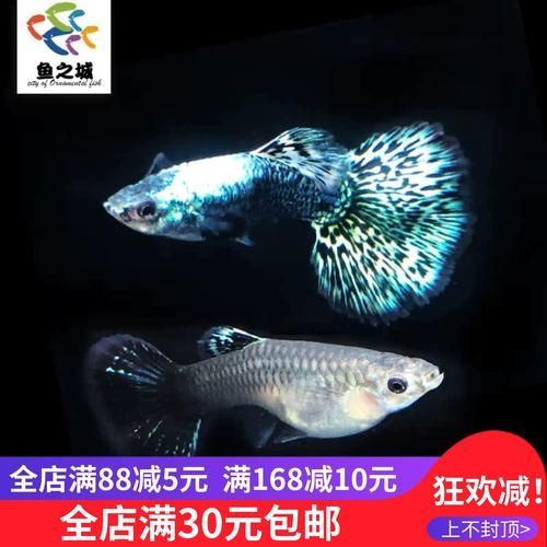 藍龍魚的價格是多少？，藍龍魚的價格是多少藍龍魚的價格是多少藍龍魚的價格波動大嗎