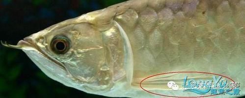 如何區(qū)分龍魚的正常增生和疾病？，如何區(qū)分龍魚正常增生與疾病性增生與疾病性增生形態(tài)