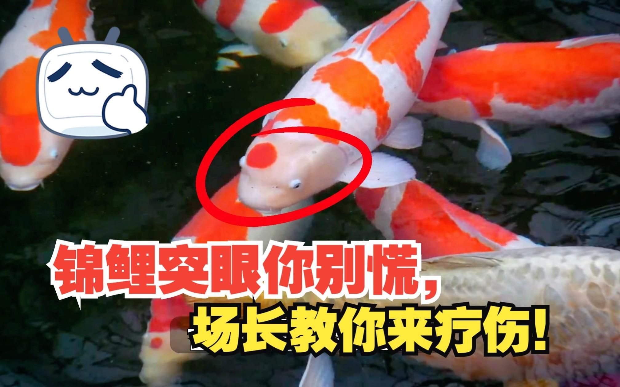 如何預防魚突眼的發生，如何預防魚突眼