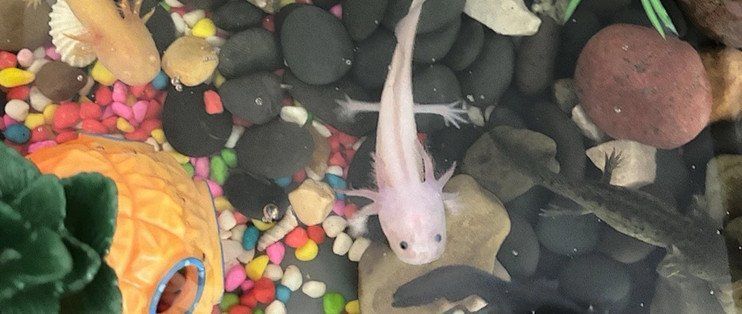 六角龍魚幼體如何飼養(yǎng)管理，六角龍魚幼體飼養(yǎng)管理