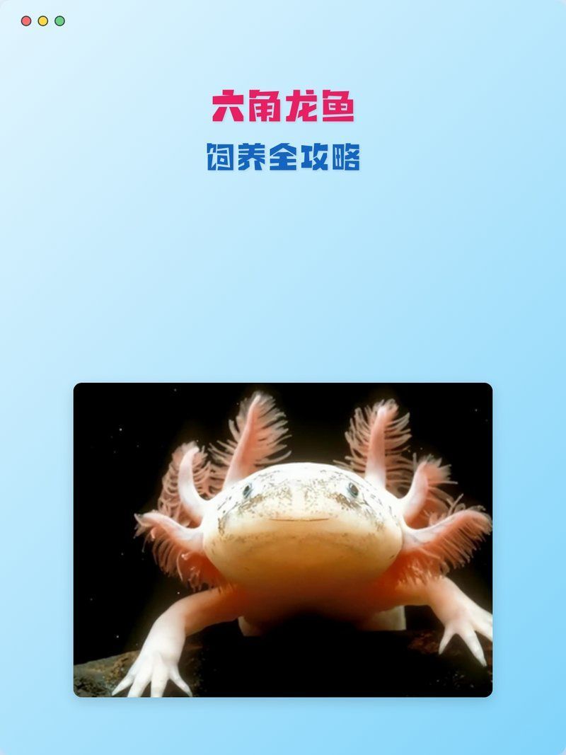 六角龍魚幼體如何飼養(yǎng)管理，六角龍魚幼體飼養(yǎng)管理