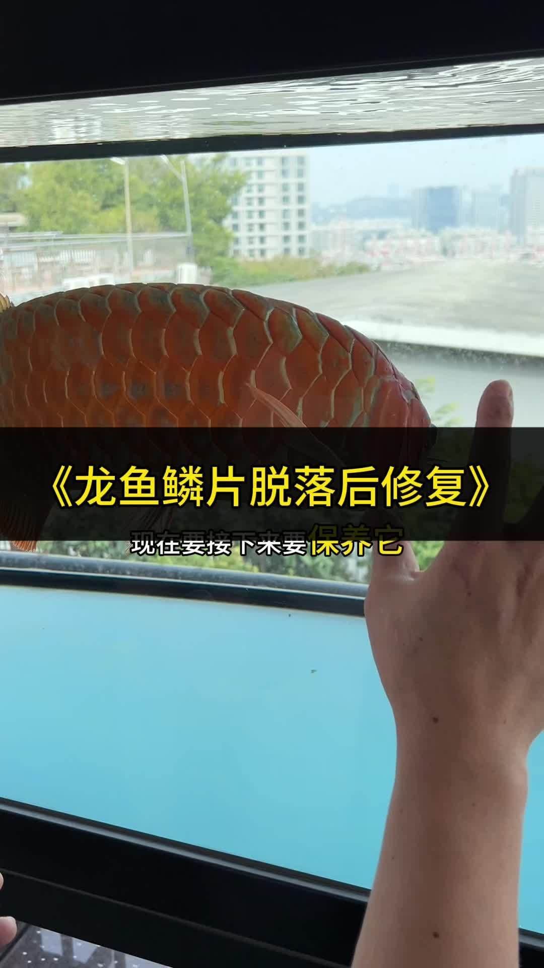 龍魚掉鱗后多久顏色會恢復？，龍魚掉鱗后多久顏色會恢復
