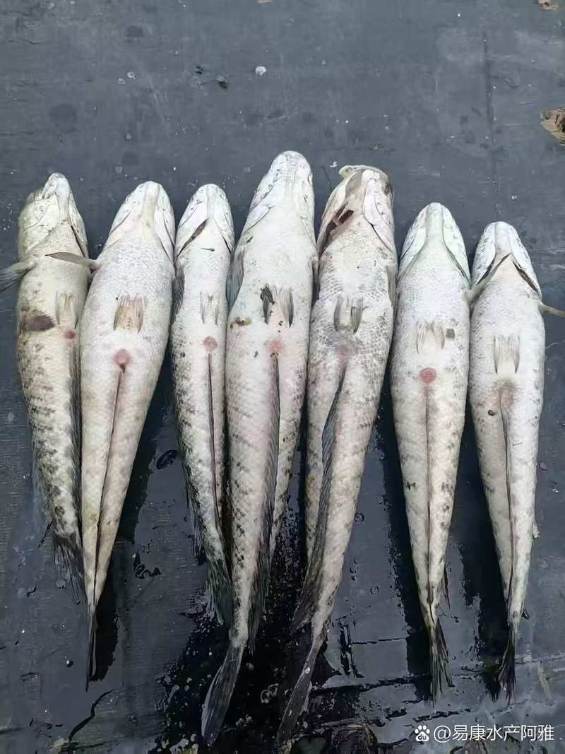 有哪些天然方法可以治療魚腹水，如何治療魚腹水