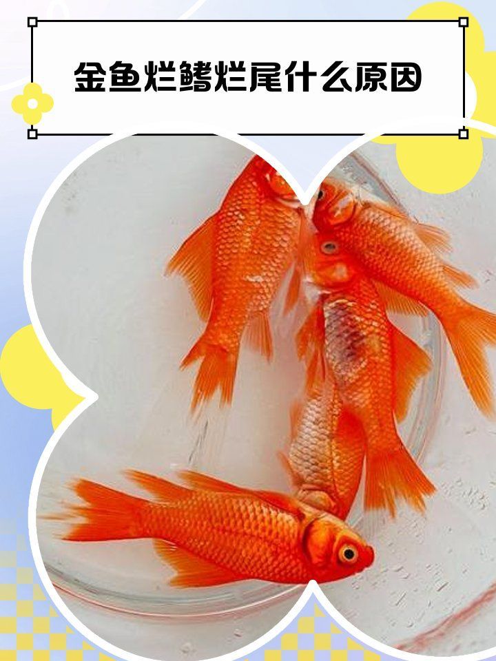 有哪些方法可以預防魚爛鰭爛尾病，魚爛鰭爛尾怎么辦