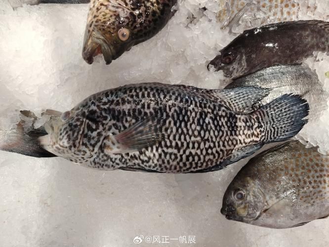 如何區分虎斑恐龍魚的雌雄？，如何區分虎斑恐龍魚的雌雄