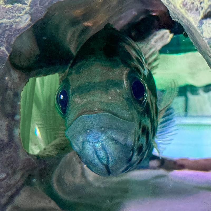 如何區分虎斑恐龍魚的雌雄？，如何區分虎斑恐龍魚的雌雄