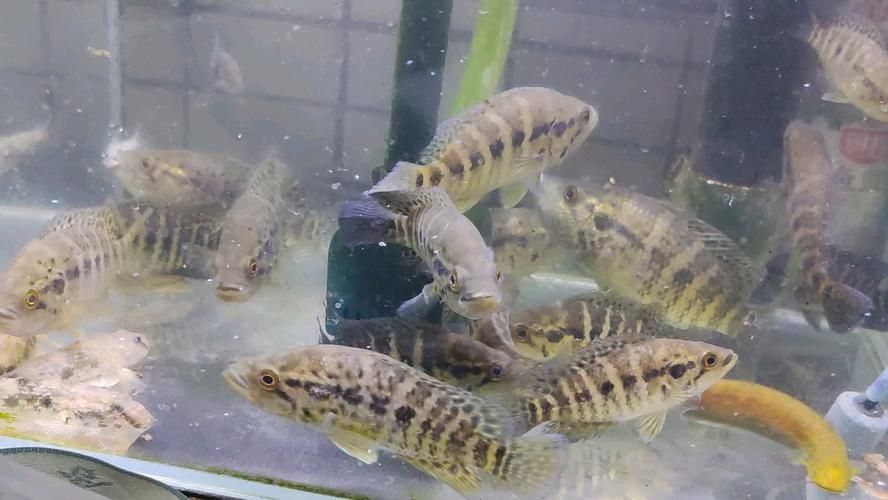 如何區分虎斑恐龍魚的雌雄？，如何區分虎斑恐龍魚的雌雄